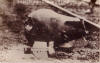 Englische Fliegerbombe - Blindg�nger